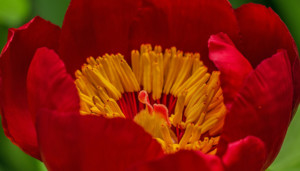 Close up of a red flower with a yellow center.