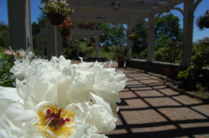 White Peonies blooming under the pergolas in the lawn garden.