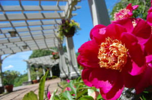 A pink peony blooms by the pergolas in the Lawn Garden.