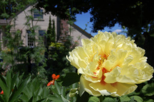 Yellow peony blooms outside the cottage.