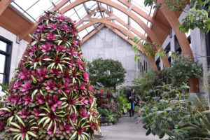 The bromeliad tree sits in the Limonaia.