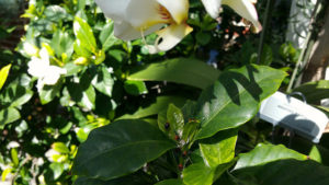 Lady bugs crawling around some green leaves in the conservatory.