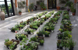 Plants laid out in the Limonaia ready for the Iiving wall.