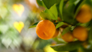 Close up of an orange