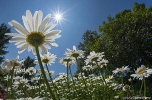 Daisies in bloom with the sun shining down on them.