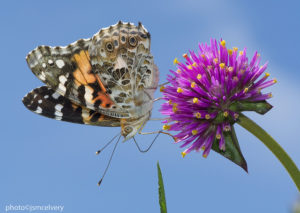 A butterfly sits atop a purple flower
