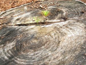 Tree rings in an old tree trunk