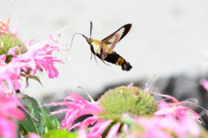 Close up of a hummingbird