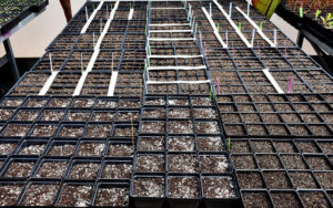 Trays of seeds started in the Garden's greenhouse.