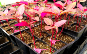 Pink plants in small pots.