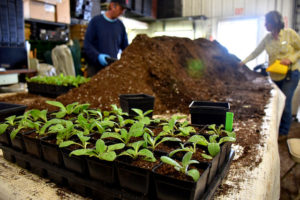 Staff filling small pots with plants in the greenhouse.