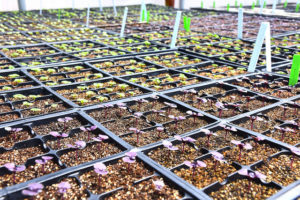 Trays of seeds started in the Garden's greenhouse.