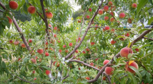 Peach tree