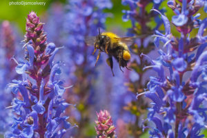 A bee buzzes around a group of purple flowers.