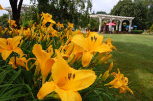 Daylilies in New England Botanic Garden at Tower Hill’s Lawn Garden.