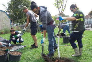 Volunteers work to dig out and plant trees