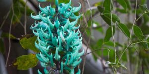 Jade vine image showcases beautiful vibrnat blue blooms.