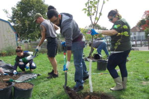 Volunteers plant fruit trees in Grant Square with the Worcester Tree Initiative.
