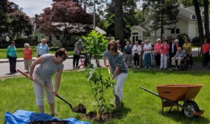 Volunteers plant trees.