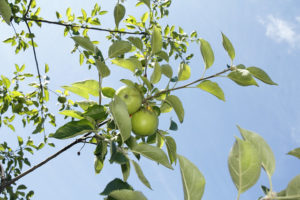 Apples on a tree branch