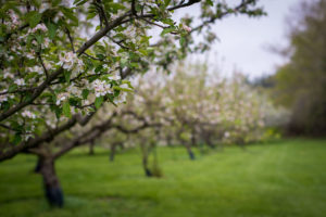 Apple blossoms starting to bloom in the orchard.