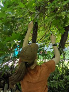 staff foresting the trees.