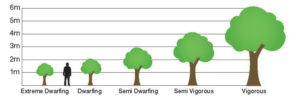 tree rootstock heights