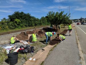 WPI students help mulch the side of the road.