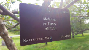 Apple tree sign