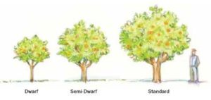 tree size comparison graphic