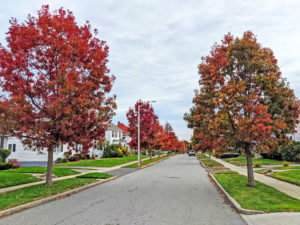 Fall foliage on trees in the Burncoat Neighborhood.