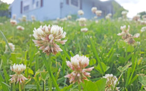 Clover blooms in the grass.