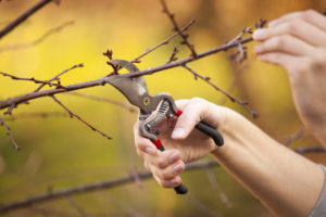 Pruning branches.