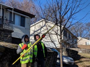 Street tree pruning