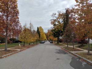 Trees turning fall colors in a Worcester neighborhood.