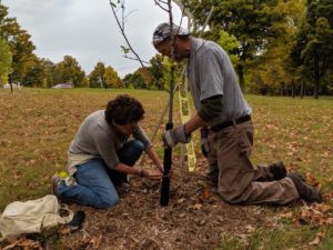 Two people planting a tree in honor of WWI fallen heroes.