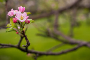 An apple blossom from one of the orchard's apple trees.