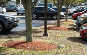 Tree in a parking lot with mulch surrounding them.