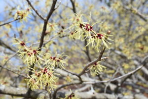 Witch hazel with yellow blooms.