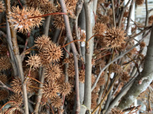 A sweetgum tree in the wintertime.
