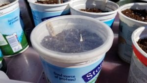 Seed starting in yogurt containers.