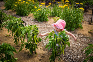 A young girl making discoveries in New England Botanic Garden at Tower Hill’s Vegetable Garden.