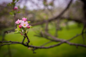 Apple blossom in bloom.