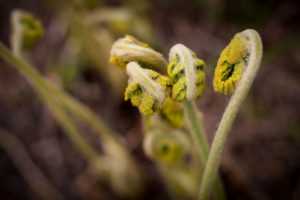 A close up image of ferns curled into themselves.