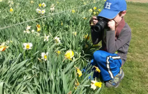 Young boy kneel and takes photo of the daffodils.