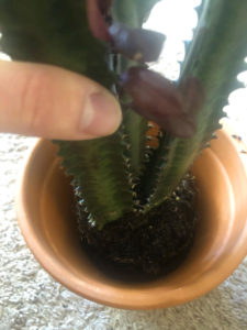 How to repot a houseplant.