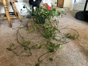 The many vines of this plant sprawl over the floor of this home.