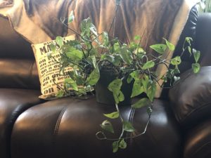 Propagating Monstera plant.