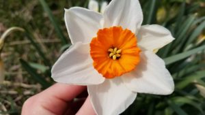 white and orange daffodil