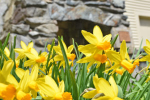 daffodils in bloom.